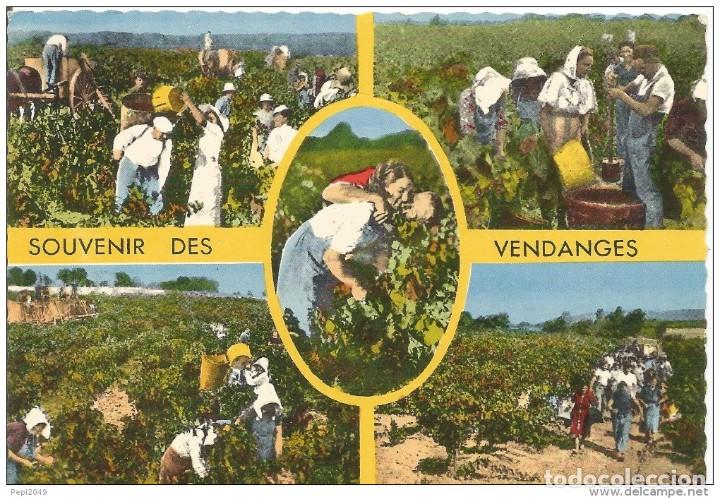 Postales: *** PR120 - POSTAL - SOUVENIR DES VENDANGES - Foto 1