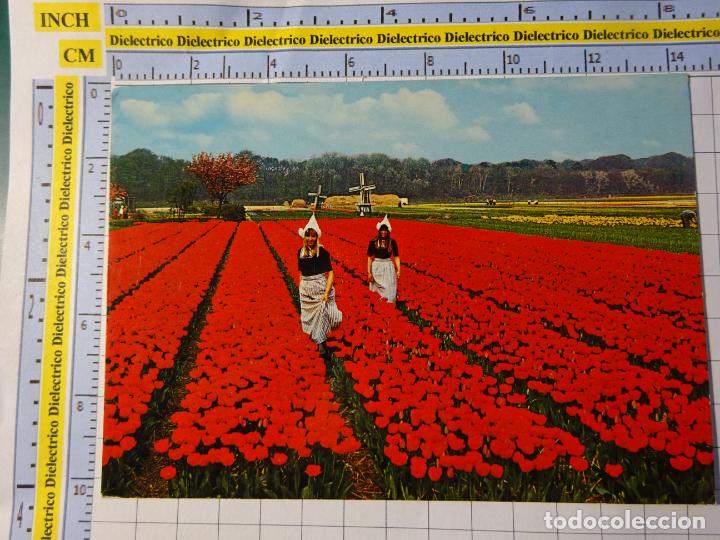 Cartes Postales: POSTAL DE PAISES BAJOS HOLANDA. TIPISMO HOLAND&Eacute;S. MUJER TULIPANES MOLINO 3285