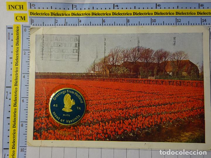 Postkarten: POSTAL DE PAISES BAJOS HOLANDA. CAMPO DE TULIPANES. 3291