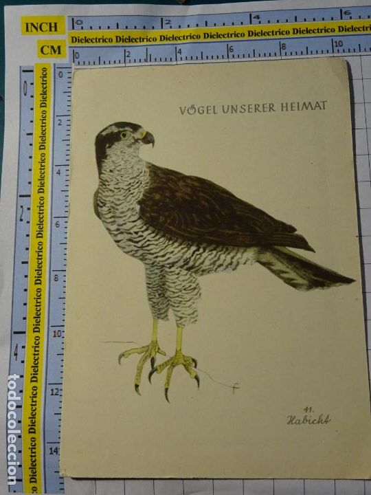 Postales: POSTAL DE ALEMANIA. V&Ouml;GEL UNSERER HEIMAT. AVES ALEMANAS. HALC&Oacute;N. 3309