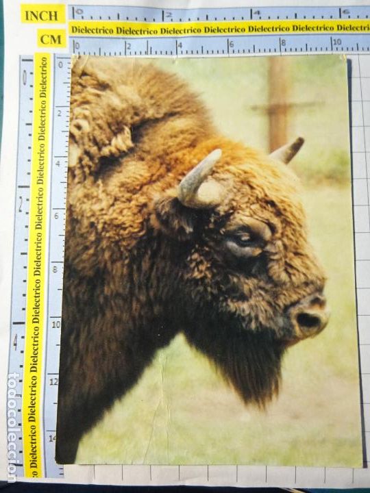 Postais: POSTAL DE FRANCIA. CABEZA BISONTE PARQUE ANIMALES LE BREIL SUR MERIZE. 87