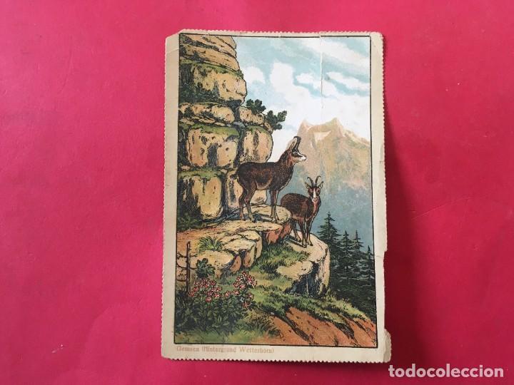 Postales: antigua postal alemana paisaje de Gemsen ( hintergrund wetterhorn )