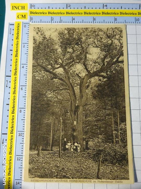 Postkarten: ANTIGUA POSTAL DE ALEMANIA. HOHENLEESER WALDE. ROBLE DE 700 A&Ntilde;OS. 107