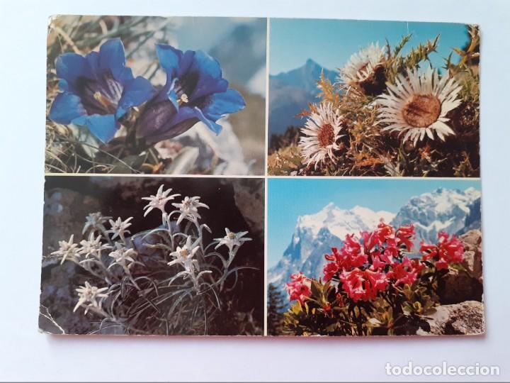 Postales: POSTAL - EDELWEISS &Eacute;TOILE DES ALPES - ESCRITA