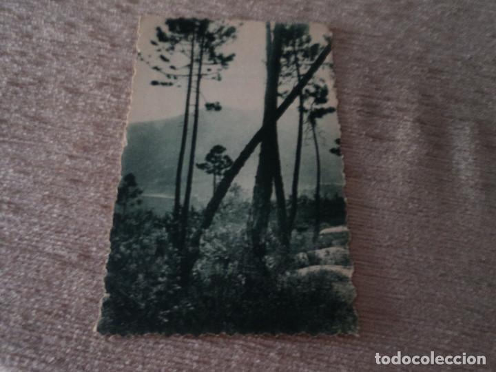 Postkarten: berre les alpes, etude de pins ED. AGENCE NATIONALE DES VOYAGES, 14 X 9 CM