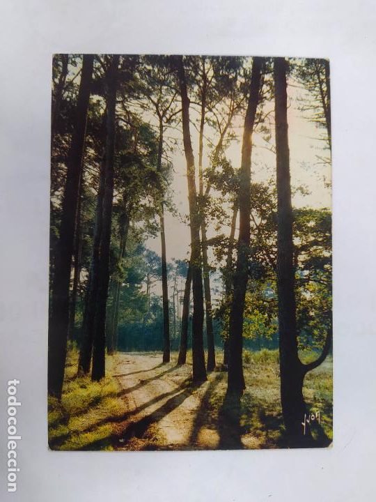 Postcards: POSTAL COULEURS ET LUMIERE DE FRANCE. MATINEE EN SOLOGNE. FRANCIA. TDKP20R