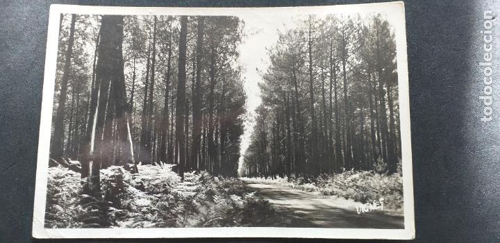 Postais: FRANCIA-V51-SXXII-140X90mm.-AU PAYS LANDAIS-ROUTE DANS LA FORET