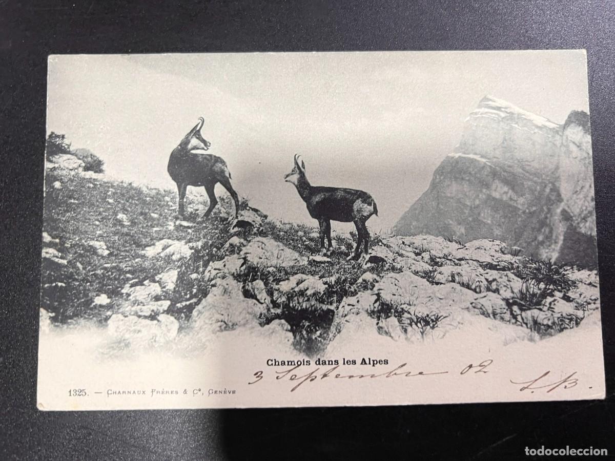 Postcards: TARJETA POSTAL. FRANCIA. 1325.- CHARNAUX FRERES & C&ordm;. GENEVE. CHAMOIS DANS LES ALPES