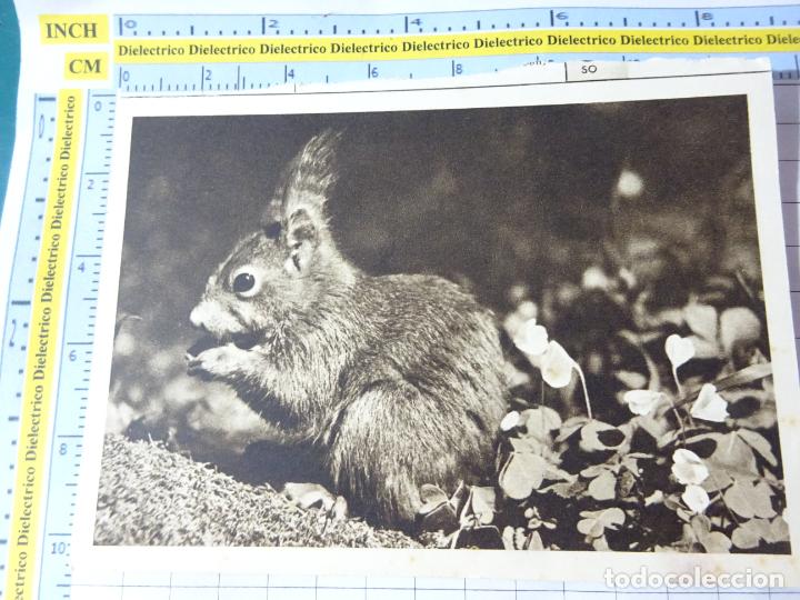 Cartoline: ANTIGUA POSTAL DE ALEMANIA III REICH. ANIMALES. ARDILLA. COLECCI&Oacute;N SEID GUT ZU UNS. 554