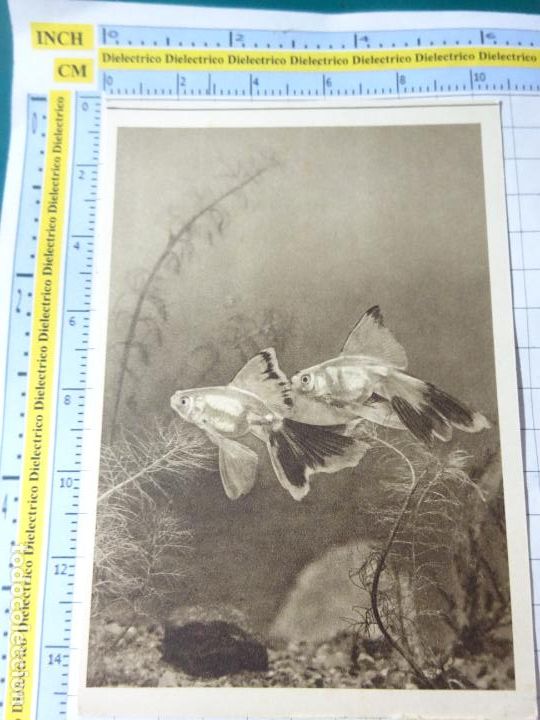 Postkarten: ANTIGUA POSTAL DE ALEMANIA III REICH. ANIMALES. PECES. COLECCI&Oacute;N SEID GUT ZU UNS. 558