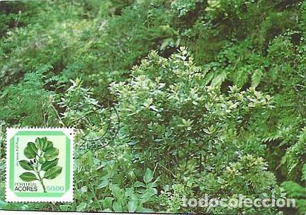 Postcards: Portugal & Maxima, Ribeira da Mulher, S&atilde;o Miguel, Azores, Laurus azorica, 1989 (138)