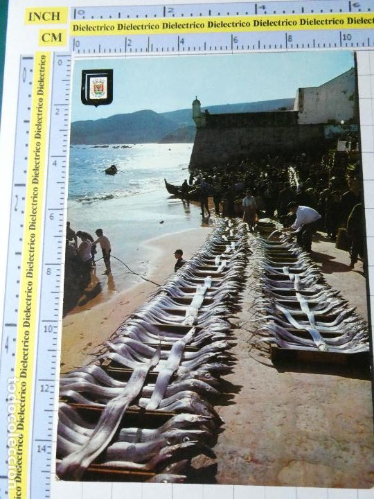 Cartoline: ANTIGUA POSTAL DE PORTUGAL. SESIMBRA LOTA PESCADO VENTA EN LA PLAYA. 1474