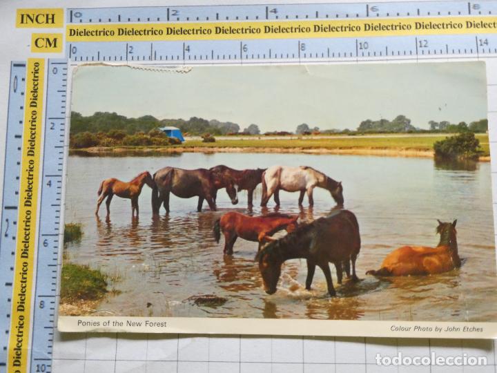 Postcards: POSTAL DE REINO UNIDO GRAN BRETA&Ntilde;A .PONIES OF THE NEW FOREST CABALLOS 2340