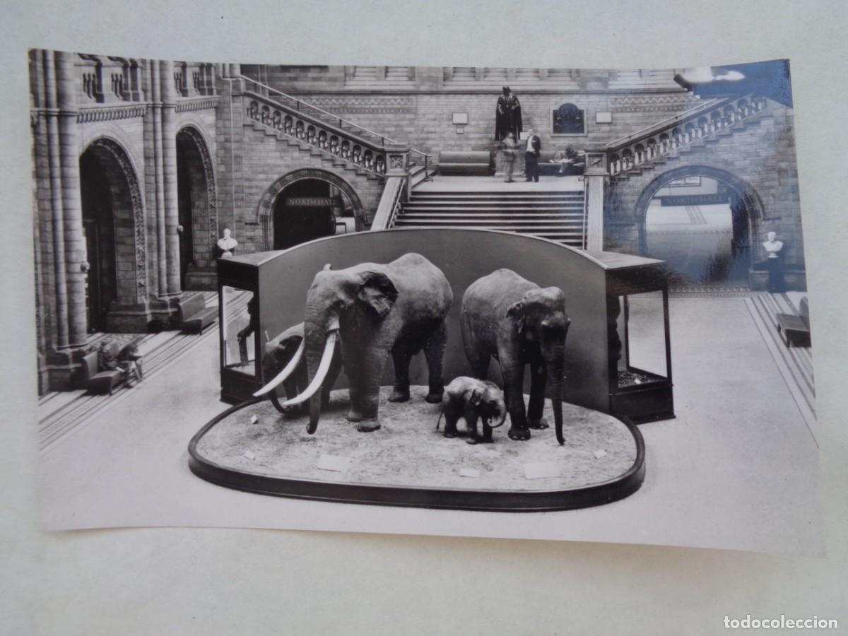 Postales: POSTAL DEL MUSEO DE HISTORIA NATURAL DE LONDRES ( BRITISH MUSEUM, REINO UNIDO ). A&Ntilde;OS 60