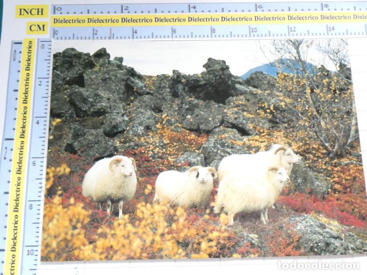 Postcards: POSTAL DE ISLANDIA. PAISAJE OVEJAS . 465