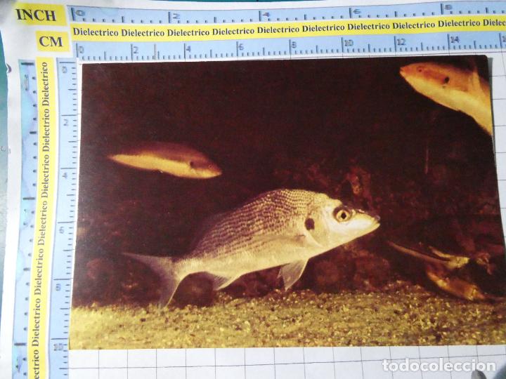 Cartoline: POSTAL DE PORTUGAL. ACUARIO VASCO DA GAMA LISBOA. PECES RONCADOR ANGOLA. 84