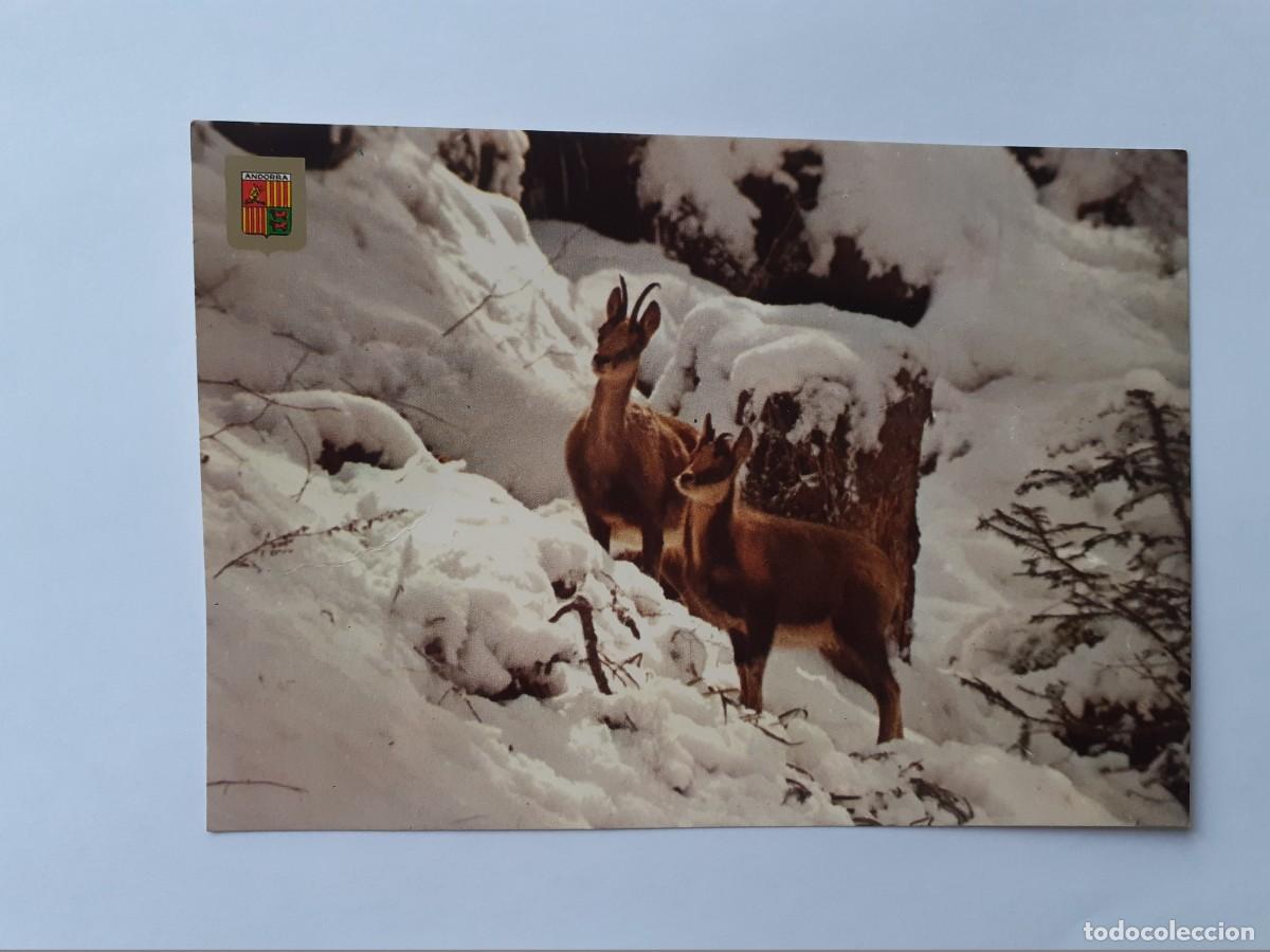 Postales: POSTAL - VALLS D'ANDORRA - ISARDS A LA NEU - 6383 - S/C