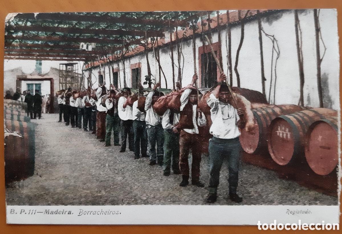 Cartoline: Postal Madeira coloreada, Portugal. Borracheiros. Escrita y circulada. R3945