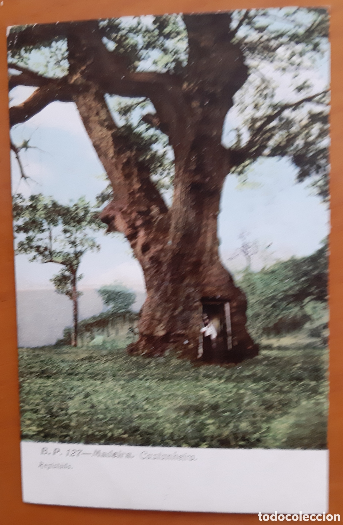 Cartoline: Postal Madeira coloreada, Portugal. Castanheiro. Escrita y circulada. R3974