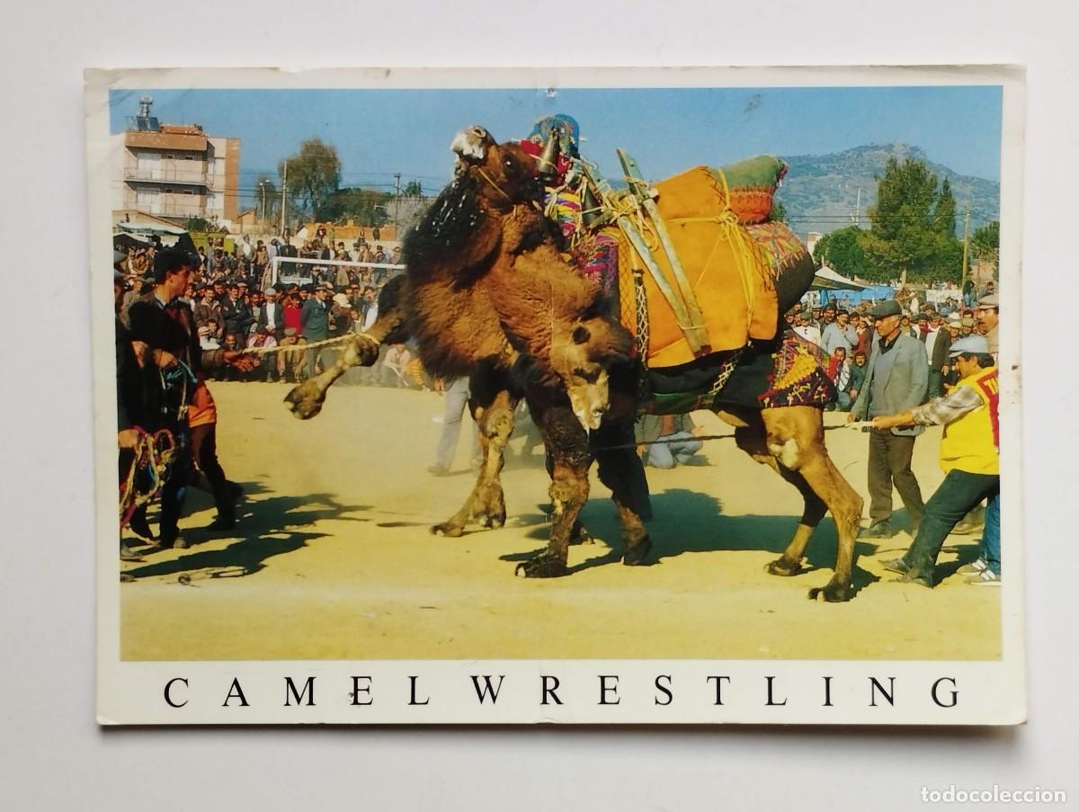 Postales: POSTAL CIRCULADA CAMELLOS CAMELLO TURQUIA 1993