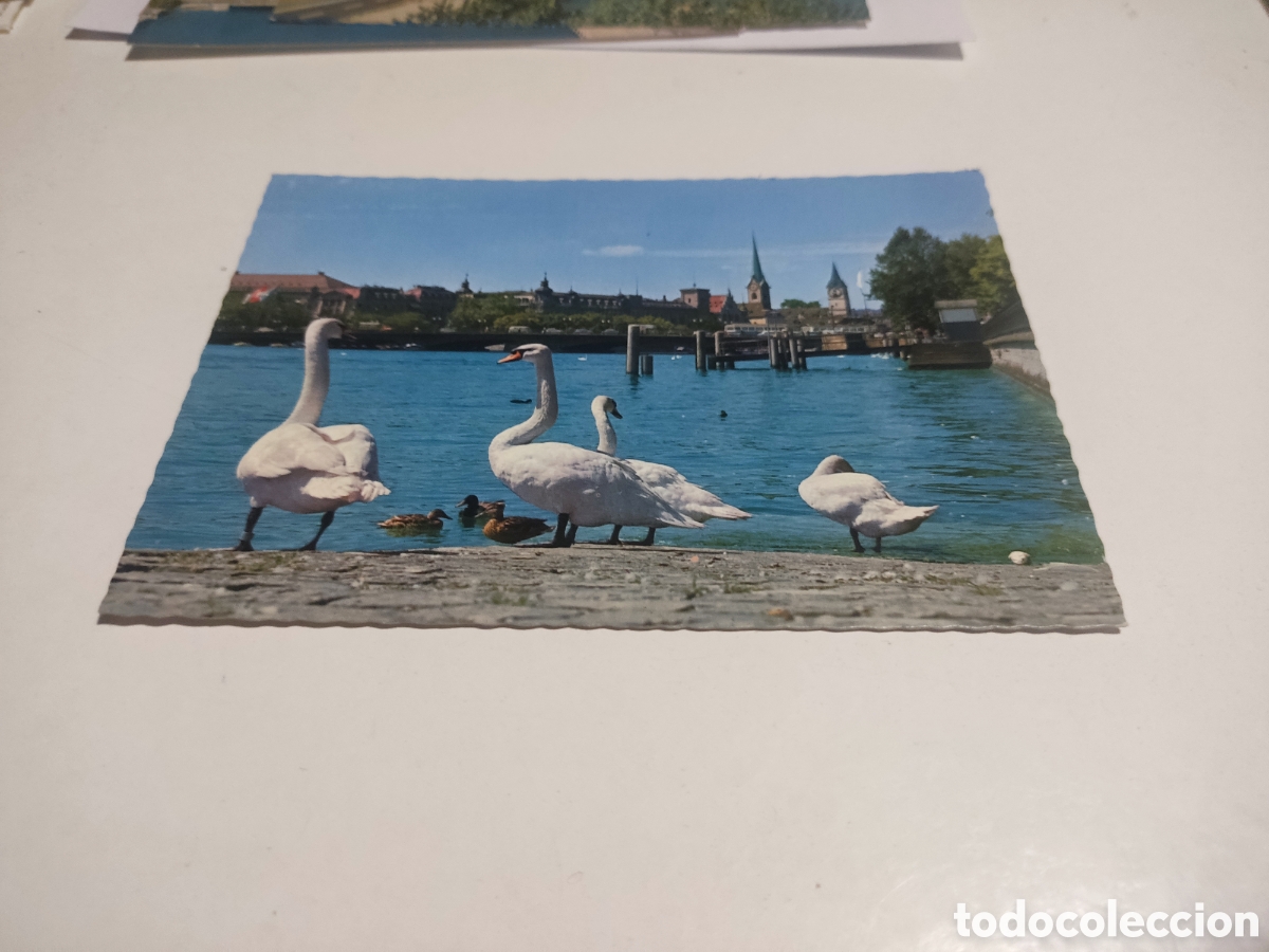 Postales: Postal Zurich cisnes - Foto 1