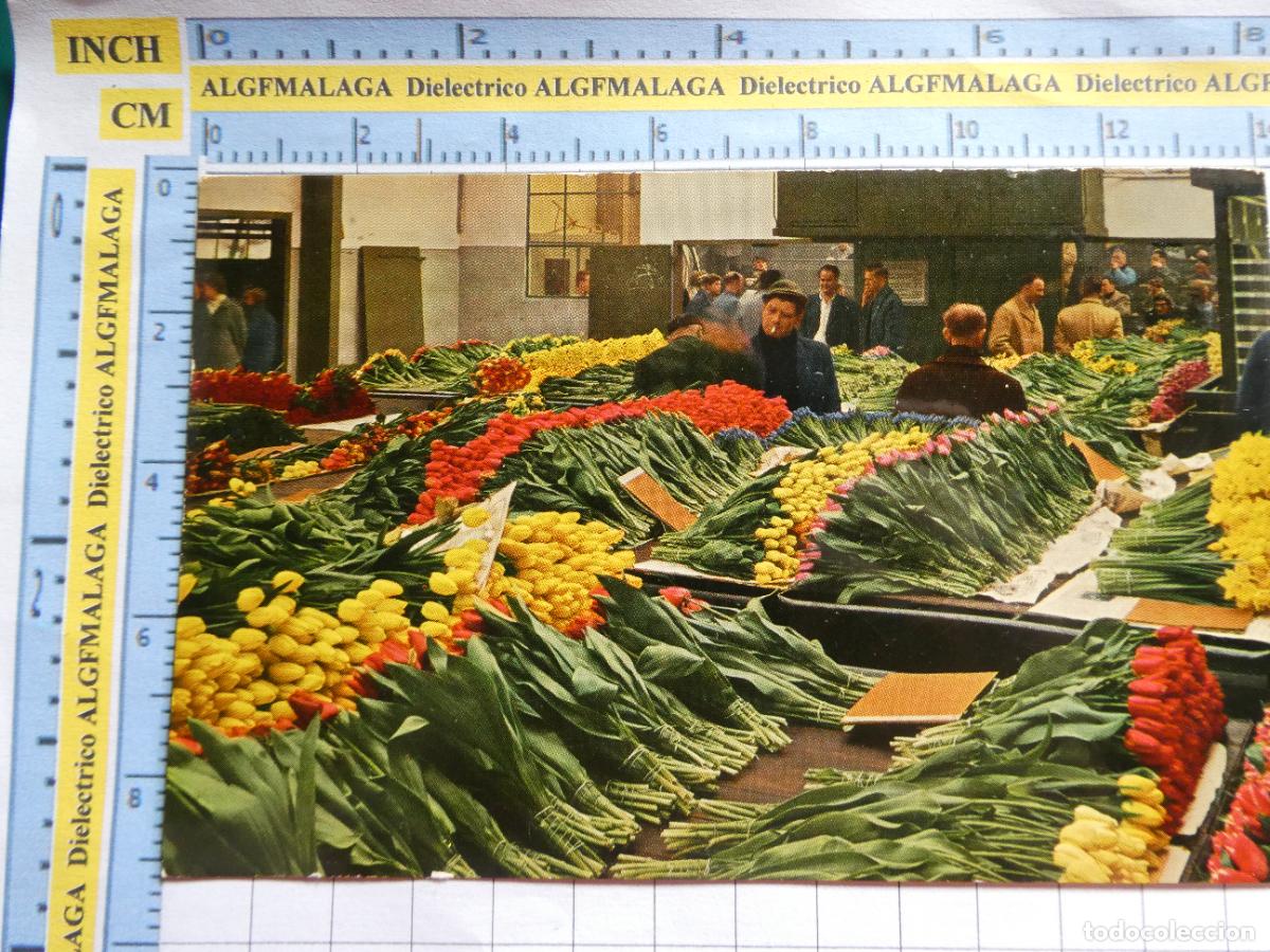 Postais: POSTAL DE PA&Iacute;SES BAJOS HOLANDA. AALSMEER VENTA SUBASTA DE FLORES TULIP&Aacute;N. 705