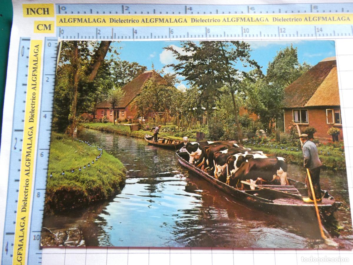 Postales: ANTIGUA POSTAL DE PA&Iacute;SES BAJOS HOLANDA. GIETHOORN KOEIENVERVOER VACAS EN BARCA. 720
