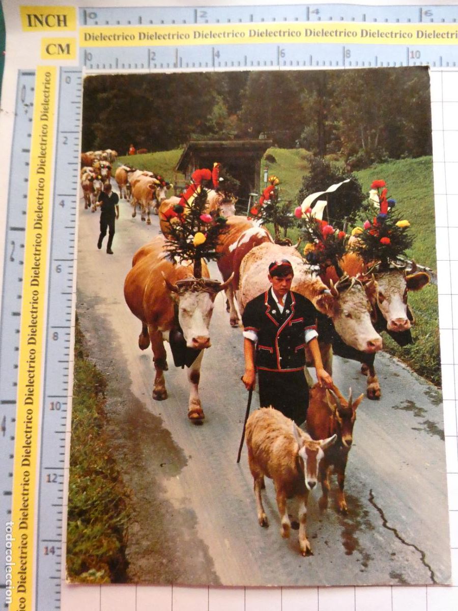 Postales: POSTAL DE SUIZA. ALPABFAHRT TIPISMO SUIZO FOLKLORE. 1348