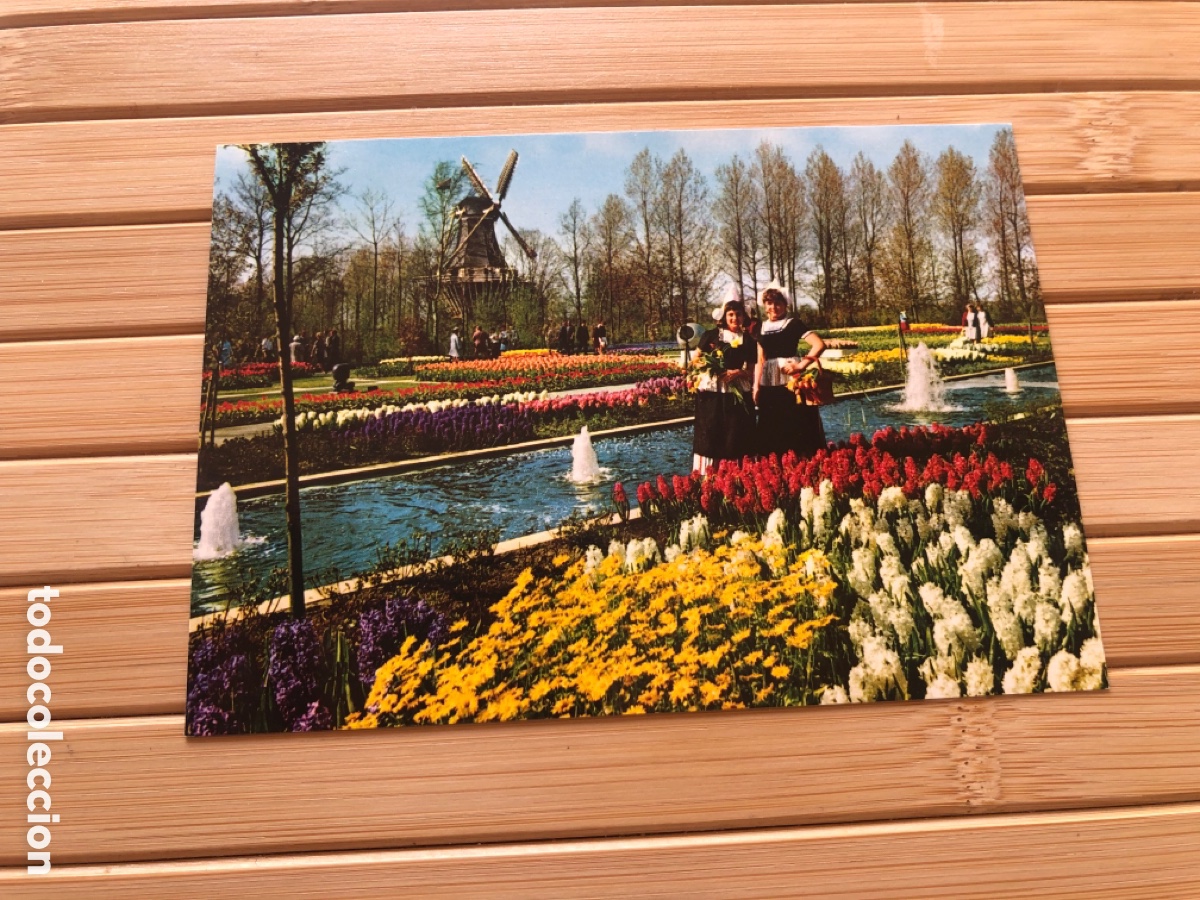 Postales: Holanda en flor. Tulipanes, molino, traje t&iacute;pico. Sin circular. ASM