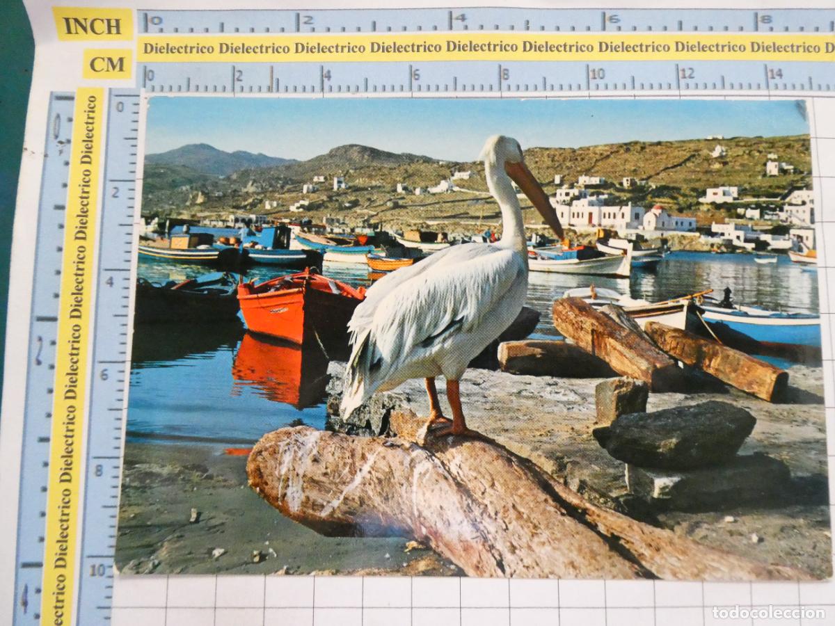 Cartoline: POSTAL DE MYKONOS PETER THE PELICAN. PEL&Iacute;CANO PEDRO. 2612