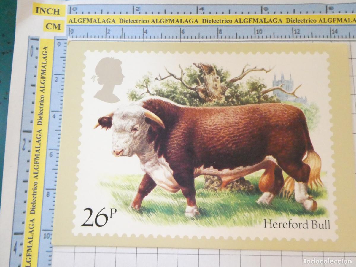 Postales: POSTAL DE REINO UNIDO GRAN BRETA&Ntilde;A. SELLO CORREOS HEREFORD BULL ANIMALES. 331