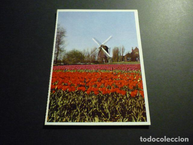 Postales: HOLANDA MOLINO DE VIENTO POSTAL - Foto 1