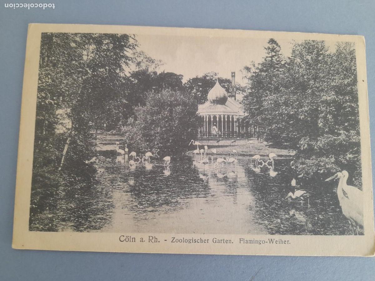 Postales: antigua postal alemana, c&ouml;ln am Rh. , zoologischer garten, flamingo weiher, sin editor