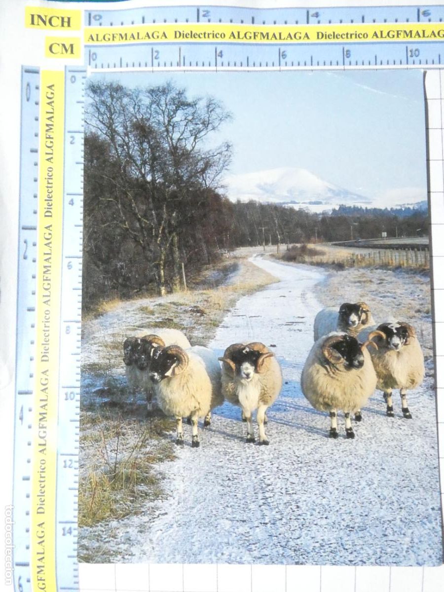 Postkarten: POSTAL DE REINO UNIDO GRAN BRETA&Ntilde;A. ESCOCIA BLACKFACE RAMS OVEJAS. 2474