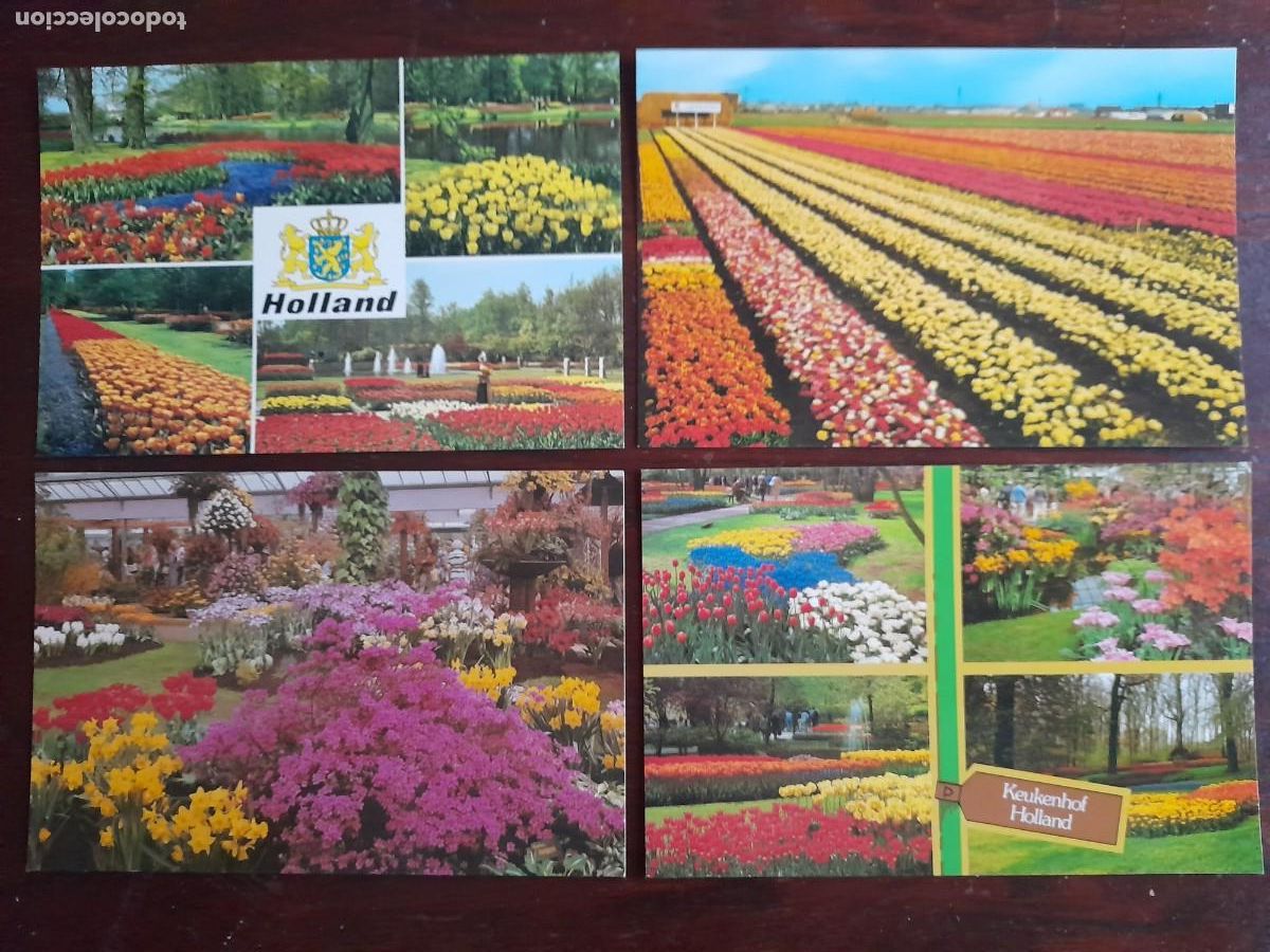 Cartes Postales: Una postal vintage cultivo de Tulipanes en Holland Holanda Paises Bajos 80&acute;s 4 tarjetas a elegir