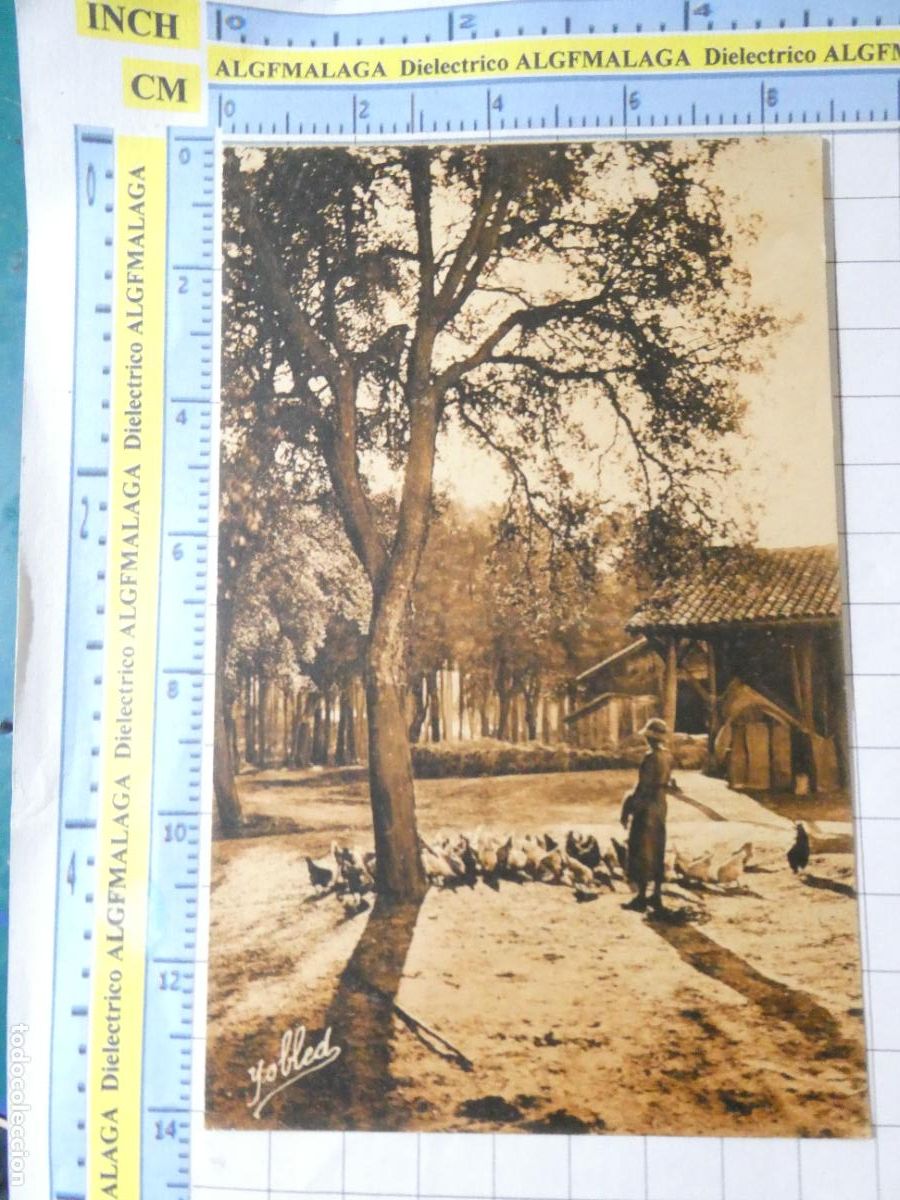 Postais: POSTAL DE FRANCIA. DANS LES LANDES DE GASCOGNE REPAS DES POULES. 1078