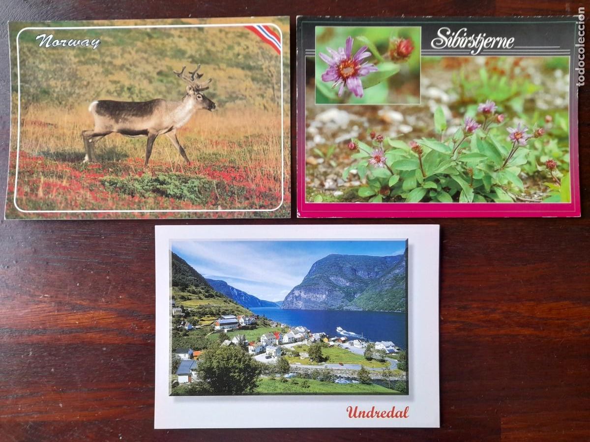 Cartes Postales: Una postal Reno o Caribu emblema Noruega Sibirstjernas Eneste flor silvestre 3 tarjetas a elegir
