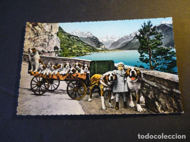 Postales: SUIZA PERROS SAN BERNARDO POSTAL - Foto 1