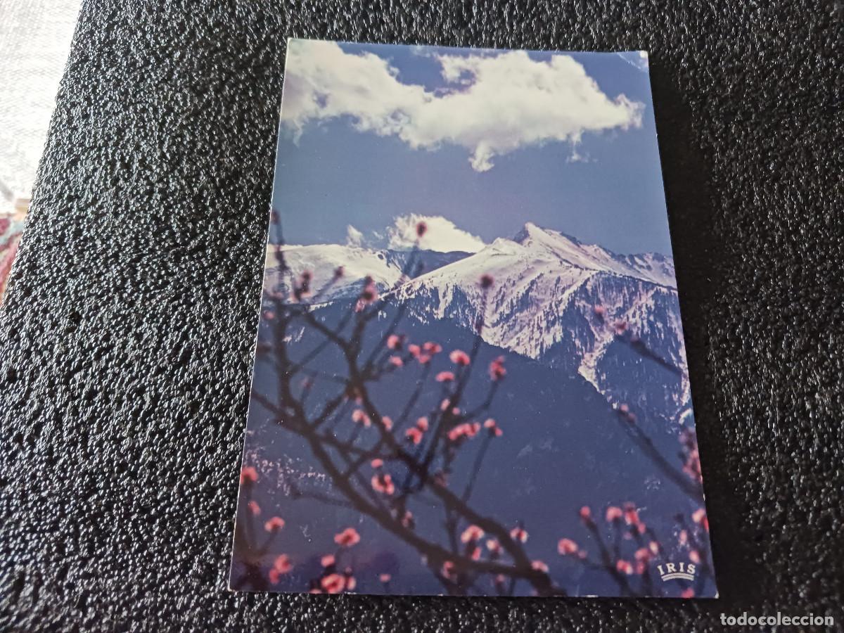 Cartoline: primtemps en roussillon, le canigou, ed. dino