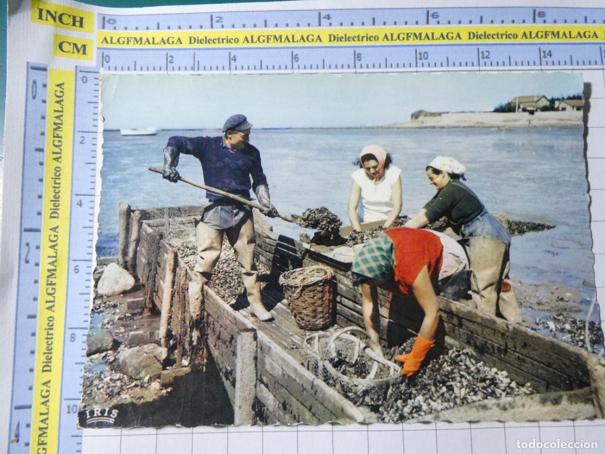 Cartoline: POSTAL DE FRANCIA. PCHATELAILLON MARISCADORAS MUJERES OSTRAS MARISCO. 1151