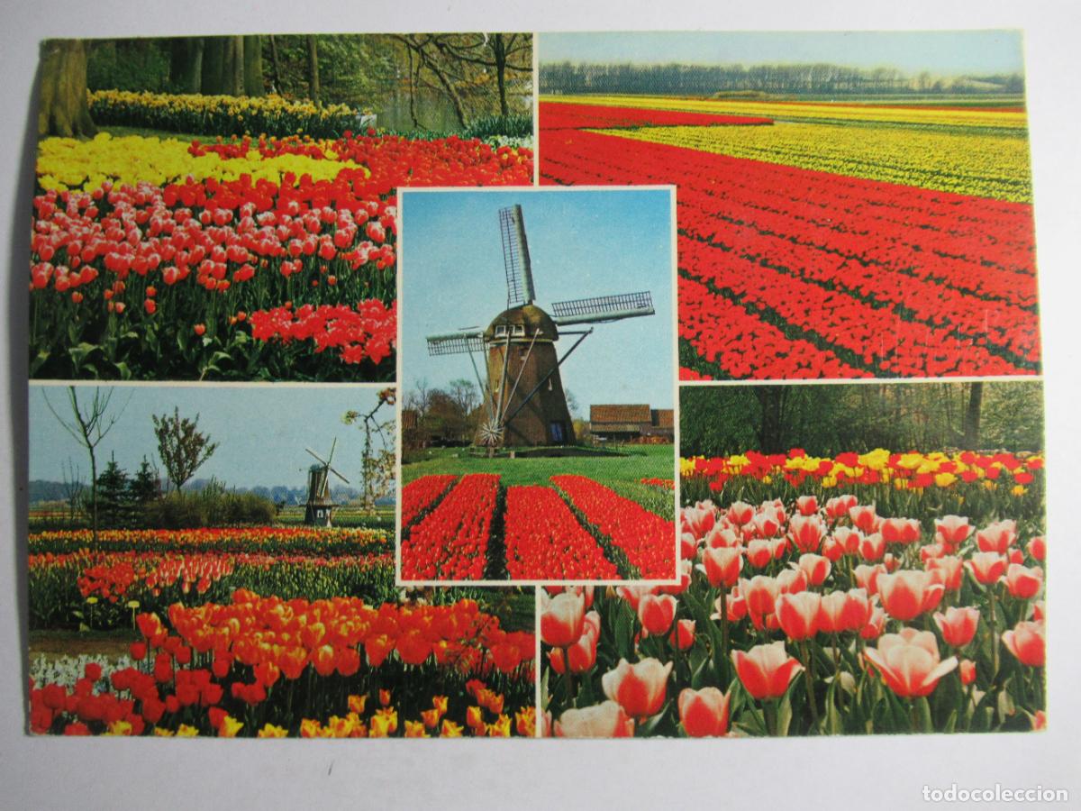 Postais: Holland in bloementooi