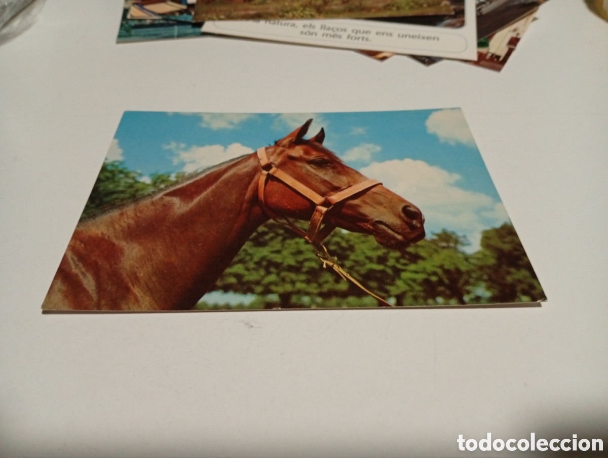 Postal Polonia caballo