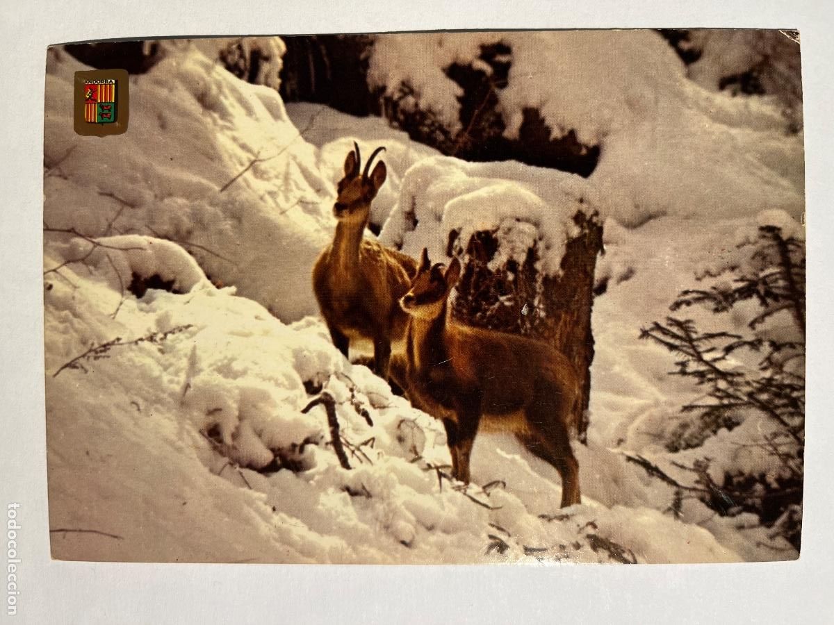 Postales: POSTAL. Andorra. Isards a la neu. - Foto 1