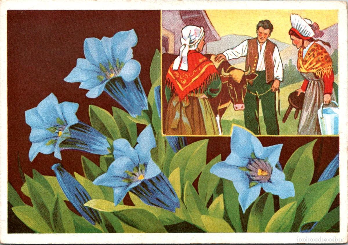 Postales: Francia - Fleurs des Alpes - (8) - Gentianes - Sin datos ni del ilustrador ni del editor - 147x101mm