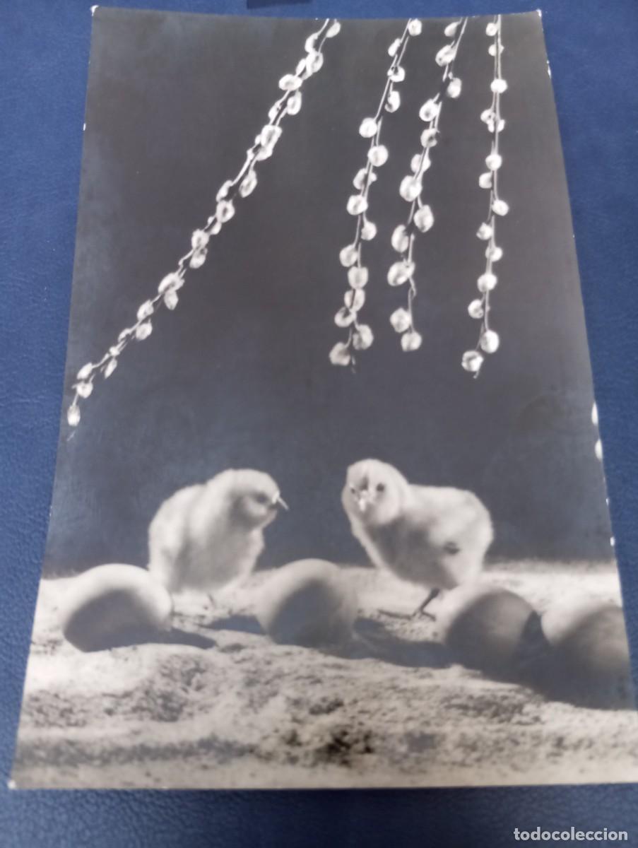 Postales: POSTAL DE HUNGR&Iacute;A, 1972, POLLITOS, CIRCULADA - Foto 1
