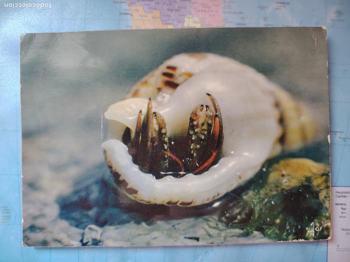 Postais: Postal - Caracol de mar - Breta&ntilde;a