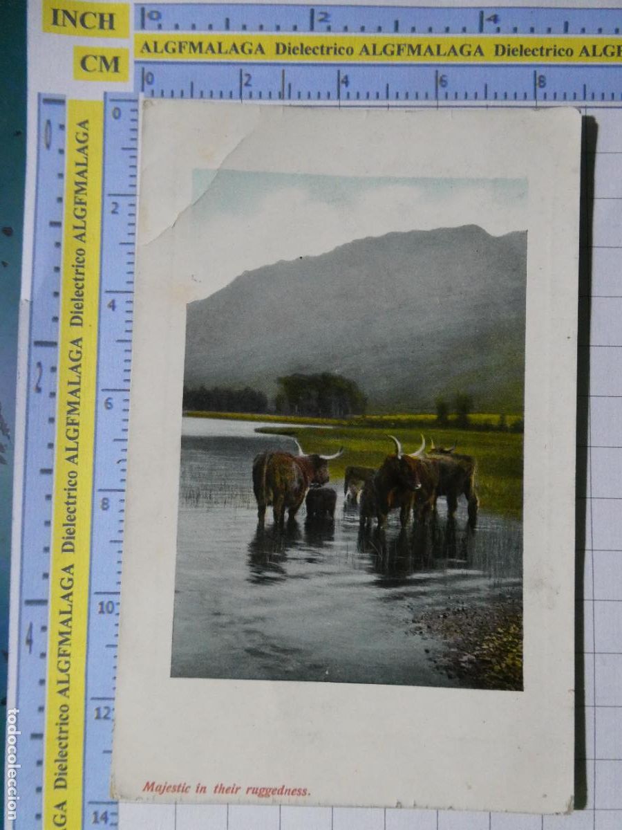 Postcards: ANTIGUA POSTAL DE IRLANDA. A&Ntilde;O 1906. FAUNA IRLANDESA. 3702