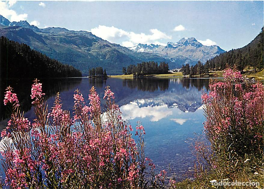 Cartes Postales: Suisse - GR Grisons - Sommertag am Champf&egrave;rersee - Oberengadin - Fleurs - CPM - Carte Neuve - Voir S