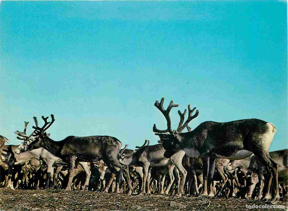 Postais: Norv&egrave;ge - Reinsdyr - Reindeer - Renne - Cervid&eacute;s - Norge - Norway - CPM - Carte Neuve - Voir Scans R