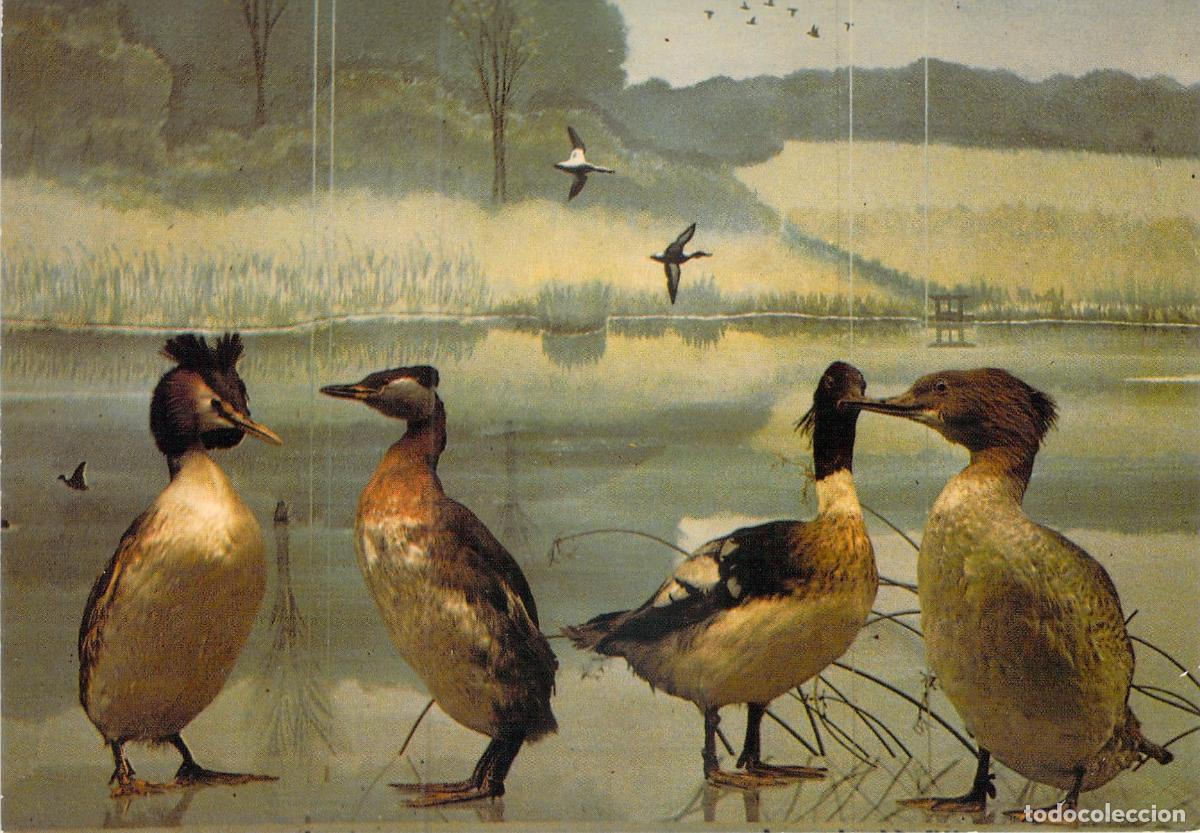 Postales: Postal Museo Historia Natural Lyon Diorama Aves Pantano Somormujos Mergos